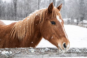 Winter is here! Are you ready?