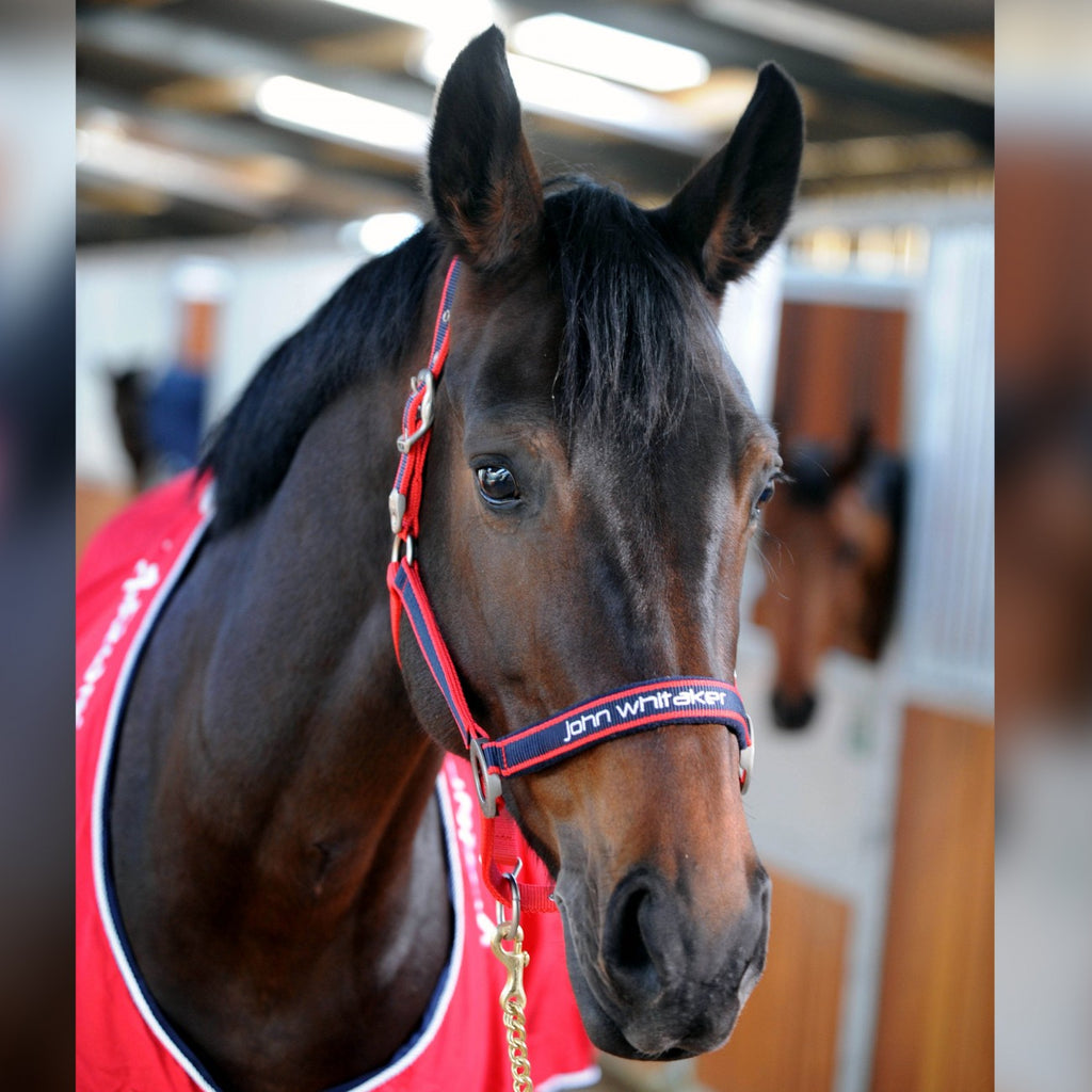 JOHN WHITAKER PADDED HEADCOLLAR